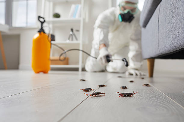 Commercial Rodent Management in Live Oak